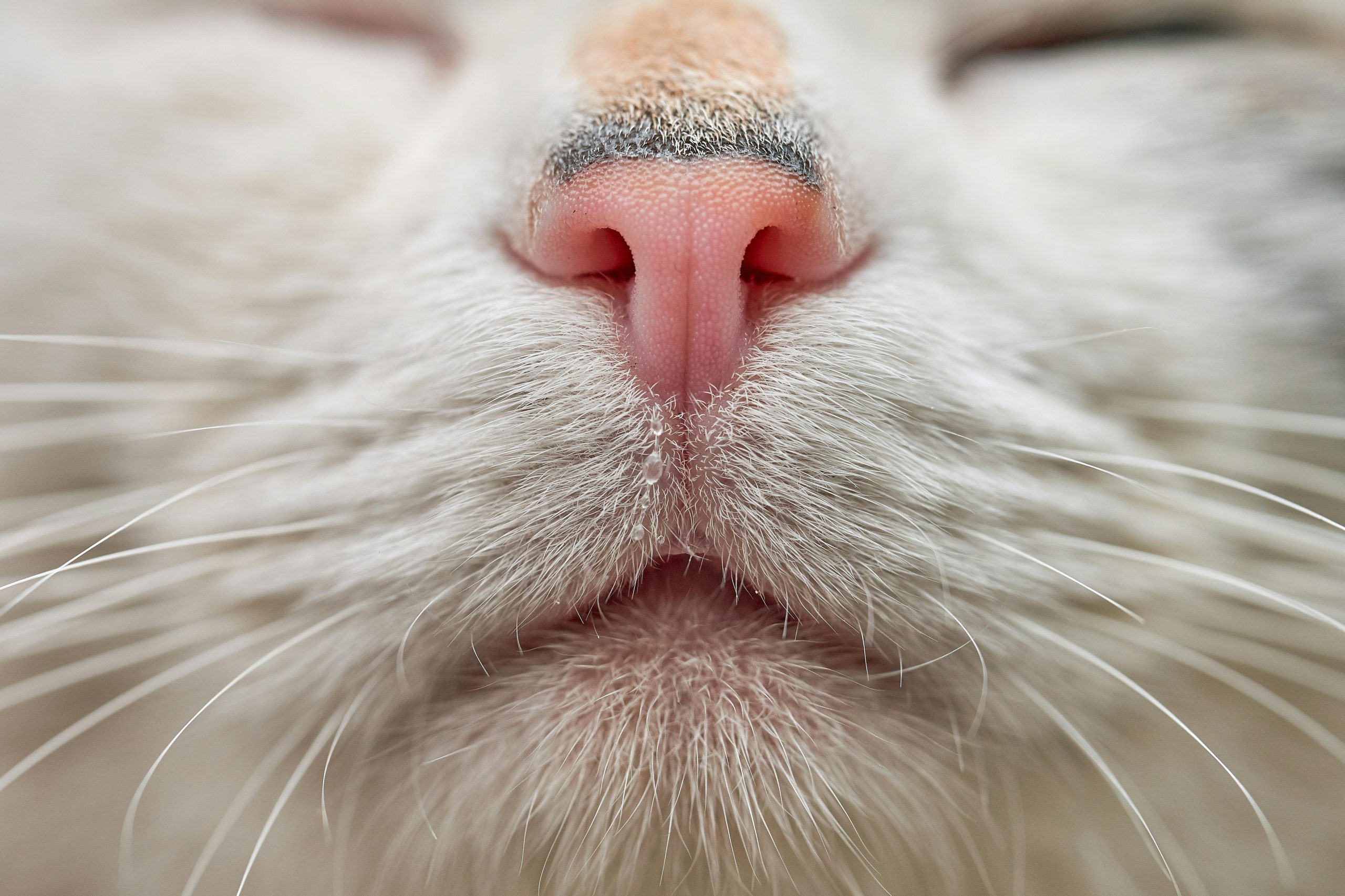 Méthodes douces pour affiner le nez