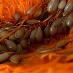 Gros plan détaillé des graines de courge nichées dans la chair orange vibrant de la courge.