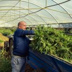 À la découverte d’une ferme de cbd dans le Var