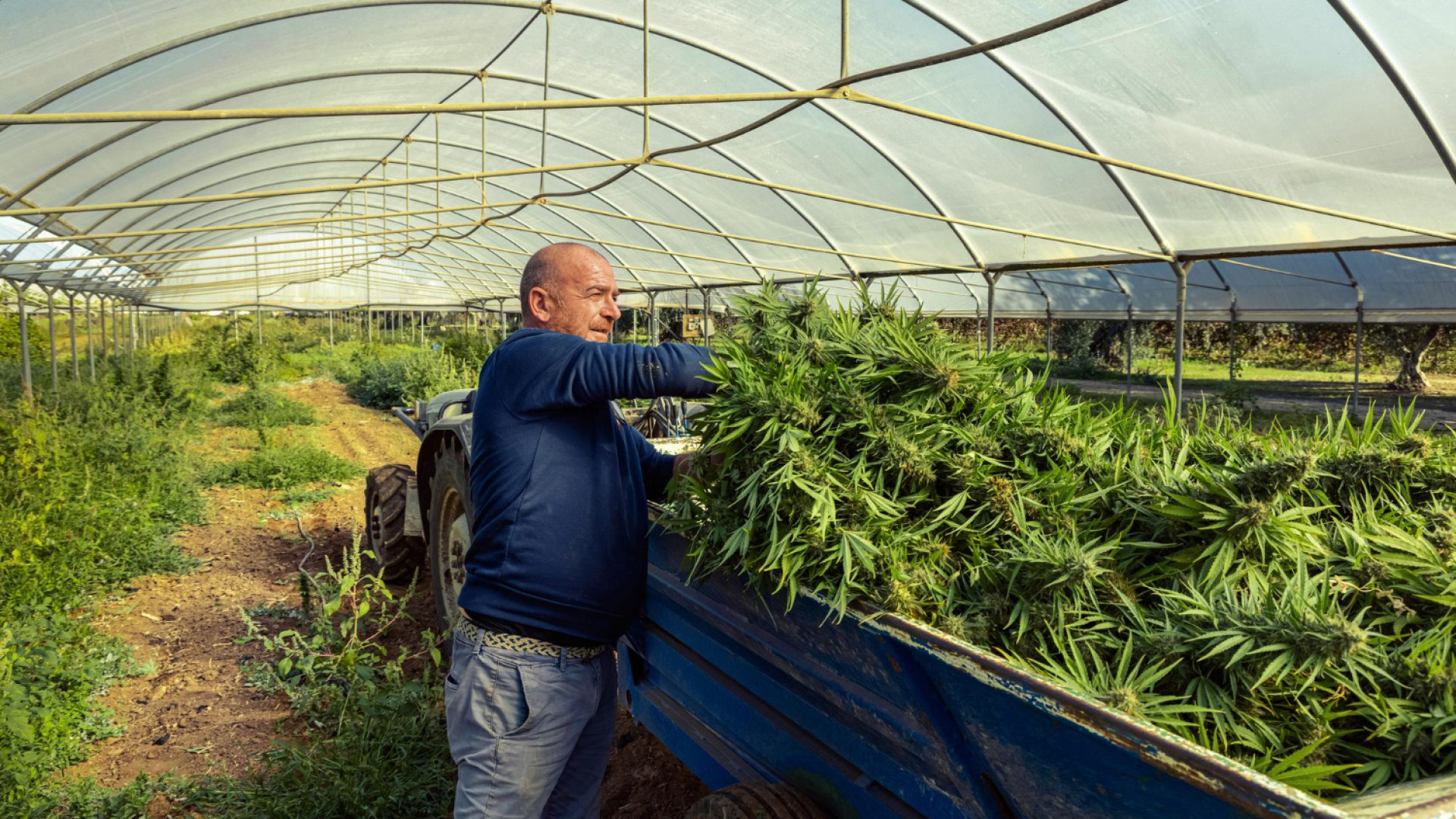 À la découverte d’une ferme de cbd dans le Var