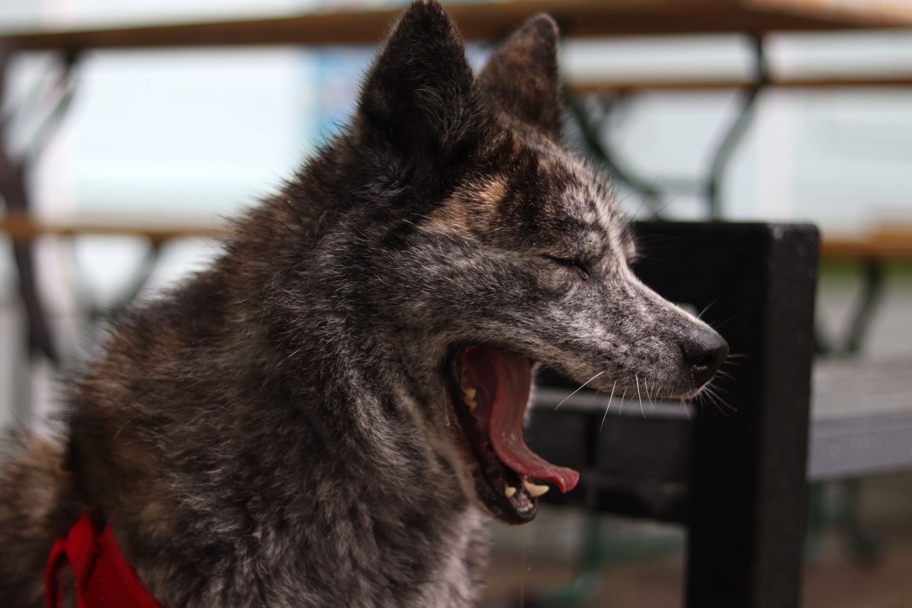 Chien qui bâille en extérieur