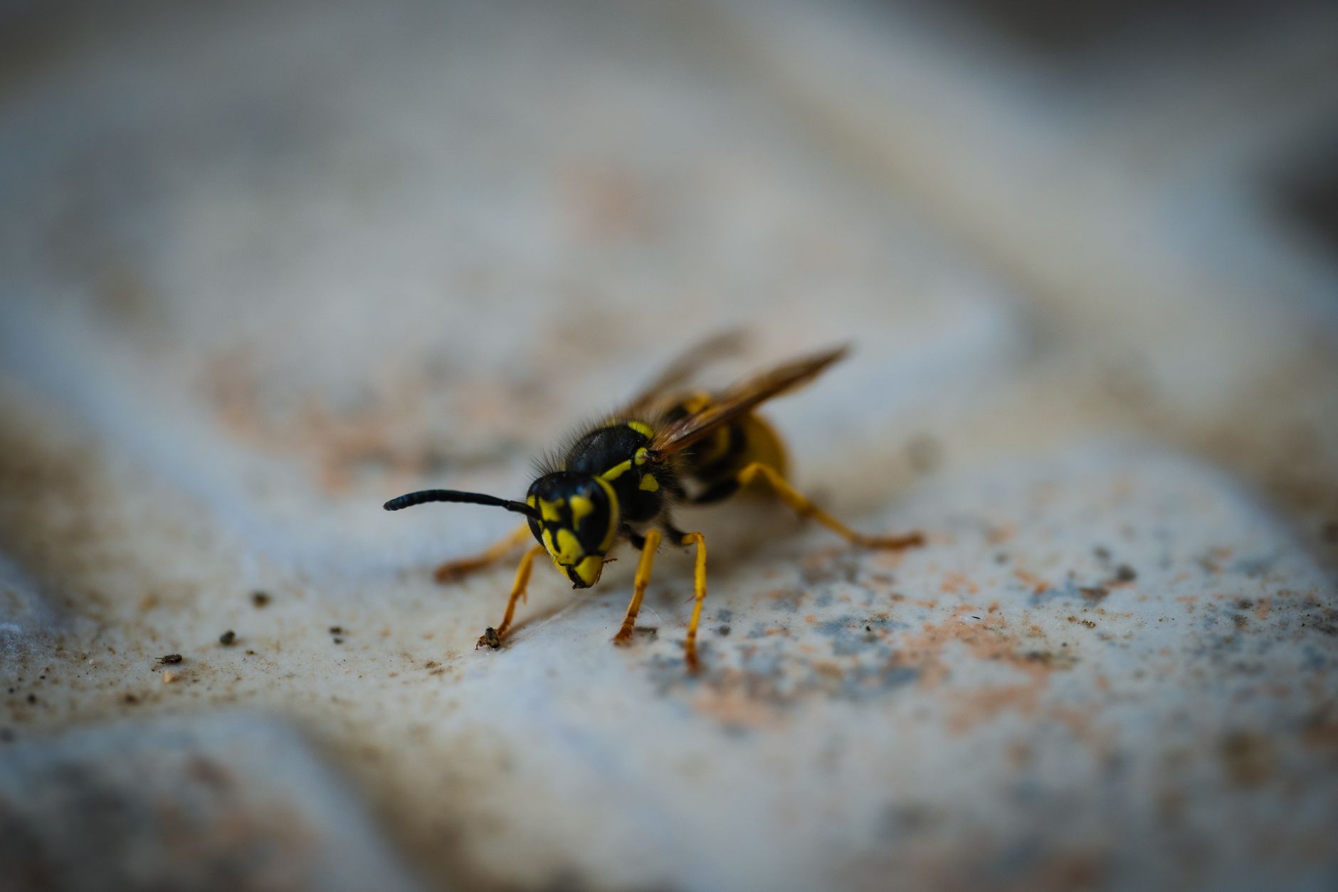 Guêpe posée sur une surface