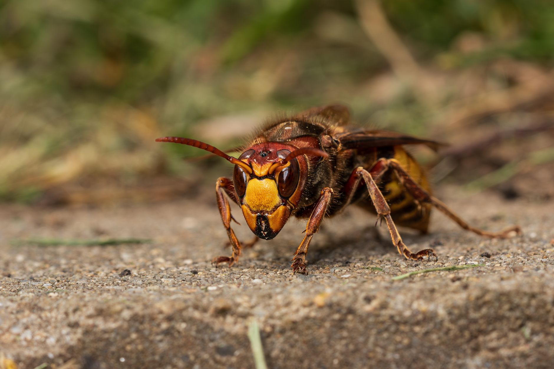 Insecte piqueur en gros plan sur le sol